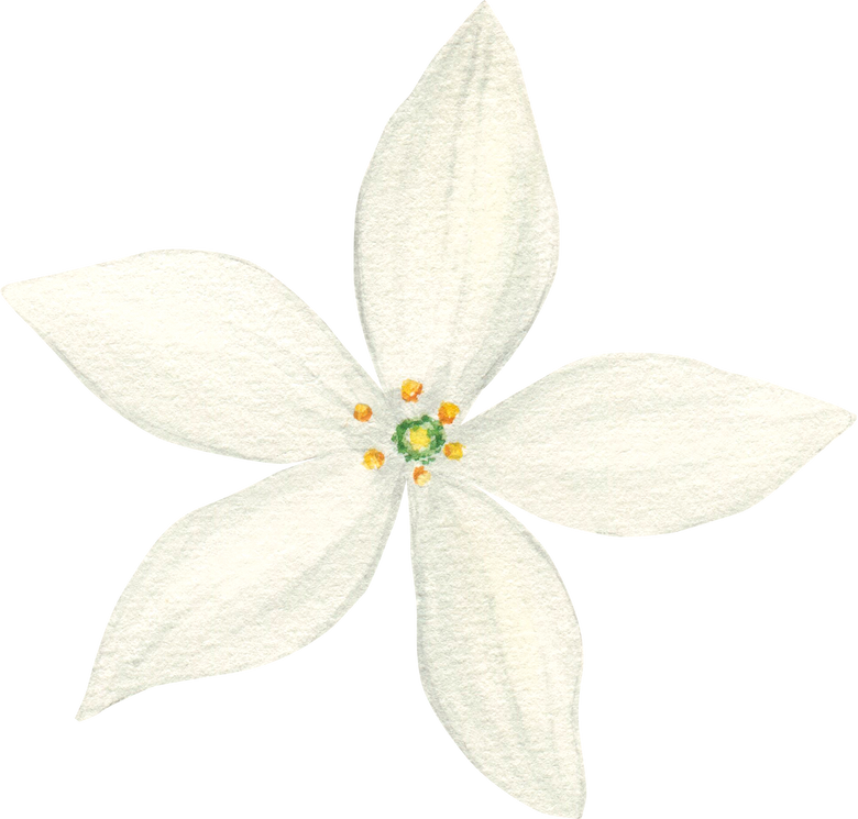 White citrus flower watercolor illustration