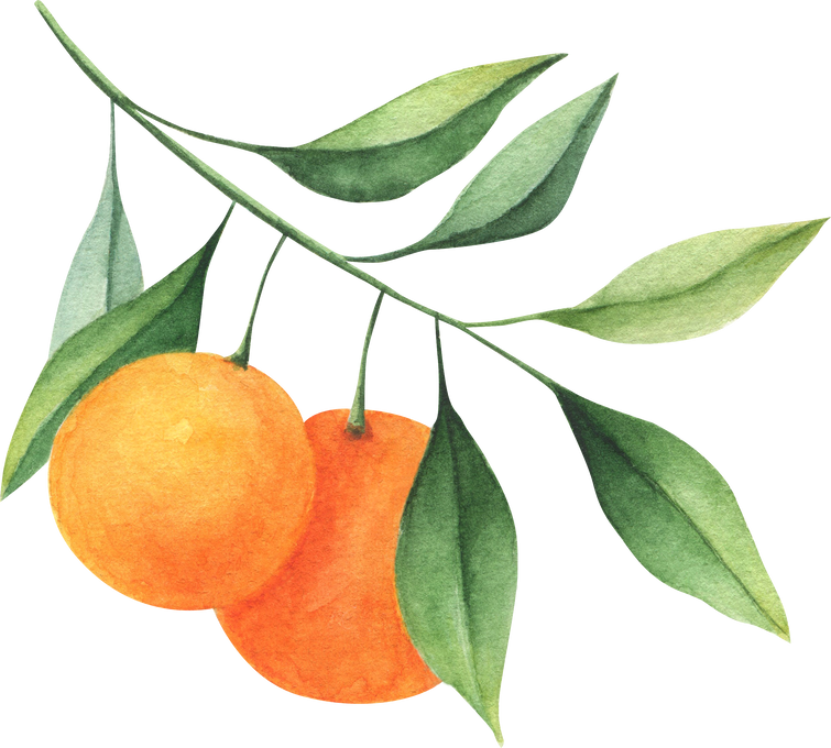 Orange watercolor illustration